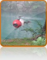 collage image title