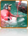 collage image title
