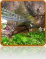 collage image title